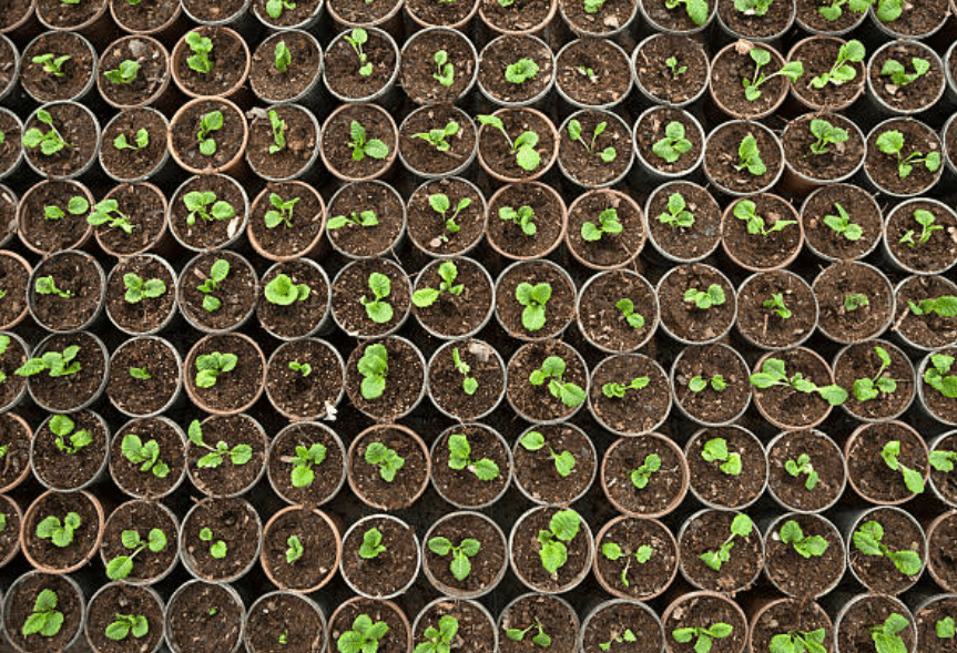 Seeds
